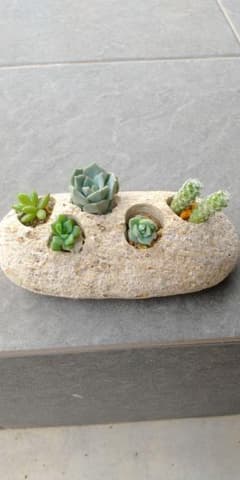 ウミノモリ軽石鉢 ウミノモリ様専用軽石鉢 - メルカリ