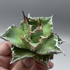 龍門】アガベ チタノタ 特選 多肉植物 Lan氏血統の氷雹 ブツブツ 美株