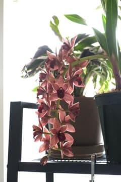シンビジウム フォアゴットンフルーツ 蜜蜂誘引蘭 シンビジューム