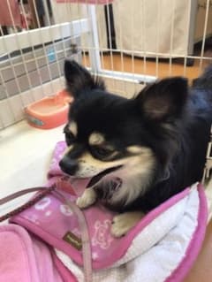 あみぐるみのサムネイル