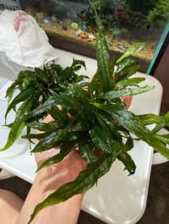 ミクロソリウム　トライデント　水草 複数株セットのサムネイル