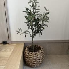 オリーブ　フェイクグリーンのサムネイル