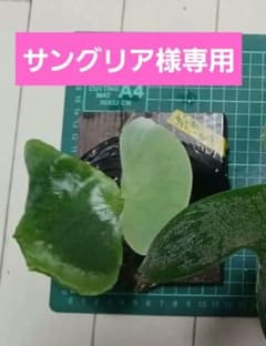 ビカクシダ　板付けホルタミーのサムネイル