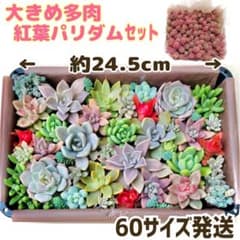 多肉植物 大きめ多肉とパリダム カット苗 セット①のサムネイル