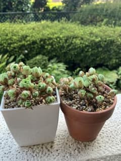 多肉植物ドドランタリス2鉢のサムネイル