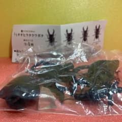 1/1 オオヒラタクワガタ パラワンオオヒラタのサムネイル