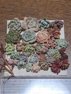 ☆寄せ植えセット➁☆第4種郵便☆月曜日発送予定☆ - メルカリ