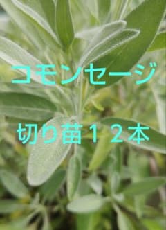 コモンセージ　切り苗１２本のサムネイル