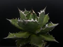 【かいりんぼう様専用】 アガベ チタノタ 農大No.1【多肉植物】のサムネイル