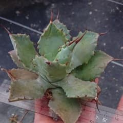 アガベ 雷神 多肉植物のサムネイル