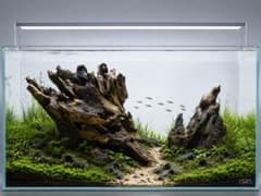 4[流木]マシンガンウッド2本☆水槽 人気商品 アクアリウム レイアウト
