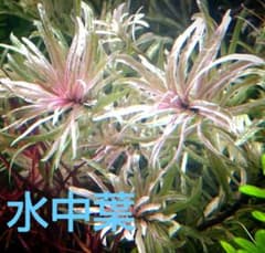 【対応中】１本 ６cm ルドウィジア インクリナータ キューバ斑入り 水中葉 m61579253238_1.jpg?1731078091
