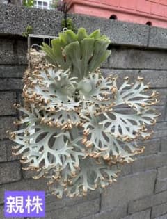 ビカクシダ　 P.willinckii  sporeling特選ドワーフ ビカクシダ P.willinckii Snow sporeling特選ドワーフ - メルカリ