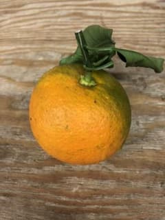 昨年の暮れに収穫しました橙です、食べ頃です。のサムネイル