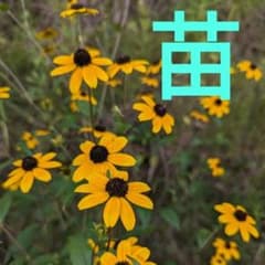 ルドベキアタカオの苗のサムネイル
