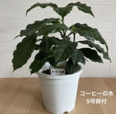 観葉植物 コーヒーの木(4株植え) 5号鉢付 - メルカリ