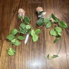 【みのむし】ホヤ アルゲンティアプリンセス【タグ鉢付メルカリ便】サクララン ホヤ アルゲンティアプリンセス【現品・タグ付・鉢付・メルカリ便