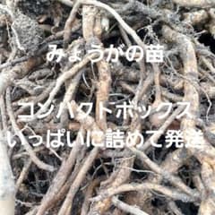 みょうがの苗 　農薬肥料不使用　コンパクトボックスいっぱいに詰めて発送のサムネイル