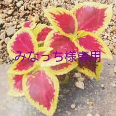 みなっち様専用のサムネイル