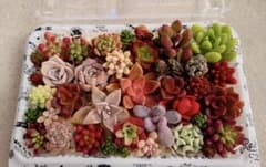 ＊多肉植物カット苗セット＊[お任せ]のサムネイル
