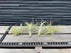ティランジア　エアプランツ ウスネオイデス　5種セット 観葉植物 まとめ売りのサムネイル