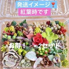 多肉植物♡カット苗 詰め合わせ（お任せ）❎2セット 寄せ植えに