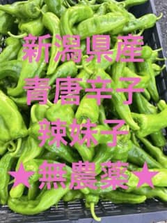 新潟県産 青唐辛子 辛い 辣妹子500g 無農薬 （ピーマン1、2個おまけ付き）のサムネイル