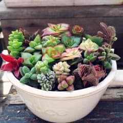 多肉植物●クラッスラ カット苗16種のサムネイル
