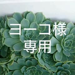 ヨーコ様専用  多肉植物のサムネイル