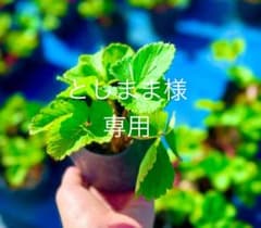 としまま様専用のサムネイル