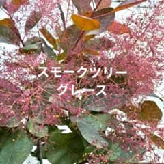 スモークツリー　グレース3年生苗　大苗　パープル　花苗のサムネイル