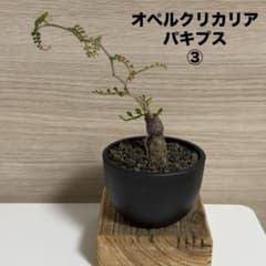 オペルクリカリア　パキプス　3株セット　パワータンクあり オペルクリカリア パキプス パワータンク 根差し③ - メルカリ