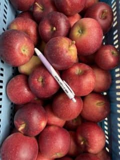 岩手産紅いわて　家庭用7キロのサムネイル