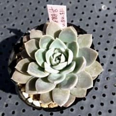 ✿多肉植物✿ 銀天月×ラウイ ぼのぼのさん苗 根付き苗 札なし - メルカリ