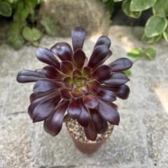 多肉植物 アエオニウム 黒法師中斑 抜き苗 ◎メルカリ便◎ - メルカリ