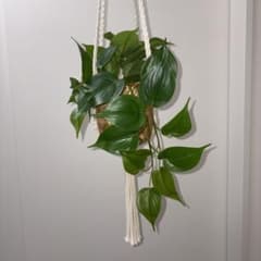 IKEA ポトス フェイクグリーン FEJKA 中古品 - メルカリ