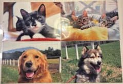【新品未使用】保護犬・保護猫わんちゃんねこちゃん　A4クリアファイル 4枚セットのサムネイル