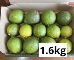 淡路島グリーンレモン 訳あり 農薬不使用1.6kgのサムネイル