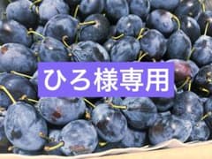 生プルーンのサムネイル