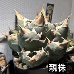 アガベチタノタ 札落ち 品種不明 たぶん白火焔 ホワイトファイヤー 天