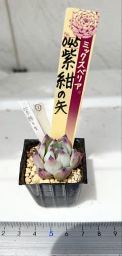 ❤️確認用❤️ミックスベリア❤️紫紺の矢❤️カット発根管理中〜♪✨メルカリ便✨札なし 紫紺の矢① おらいさん ミックスベリア 発根済み 多肉植物 - メルカリ