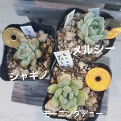 9 メルシー モーニングデュー シャキノ 3苗 多肉植物 エケベリアのサムネイル