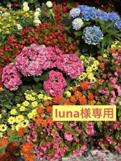 luna様専用 長崎カステラ切り落とし25パック - メルカリ