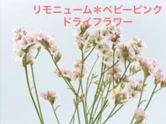 リモニューム　ベビーピンク　ドライフラワーのサムネイル