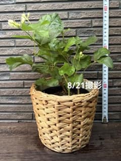ピカケ　マツリカ　アラビアンジャスミン　花芽つき　苗2本＋おまけ苗1のサムネイル