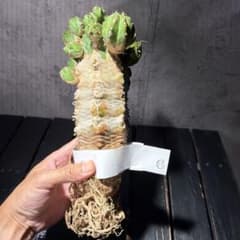 ユーフォルビア ハンディエンシス ⑥特大古木 実生株 イタリア
