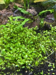 無農薬　BIO みずくさの森　グロッソスティグマ　30株のサムネイル