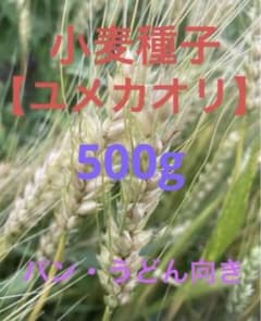 小麦の種子「ユメカオリ」500g  無農薬栽培　パン・うどん向きのサムネイル