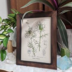 ボタニカルアート 植物画 アンティーク リトグラフ インテリア 植物
