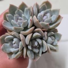多肉植物 スノーバニーのサムネイル